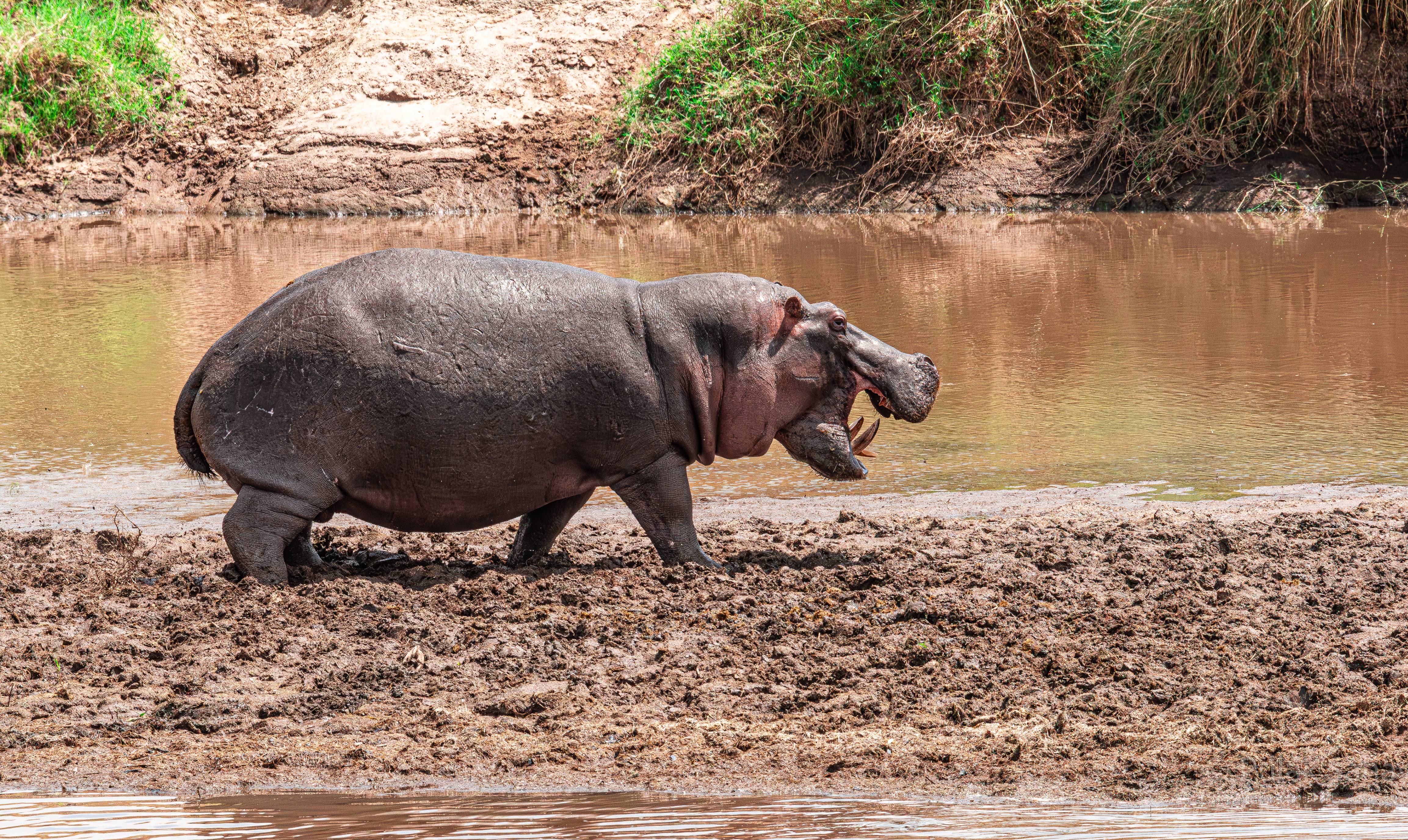 Dominant Hippo